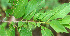  ( - BioBot01123)  @11 [ ] CreativeCommons - Attribution Non-Commercial Share-Alike (2010) Daniel H. Janzen Guanacaste Dry Forest Conservation Fund