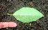  ( - BioBot01123)  @11 [ ] CreativeCommons - Attribution Non-Commercial Share-Alike (2010) Daniel H. Janzen Guanacaste Dry Forest Conservation Fund