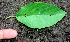  ( - BioBot01123)  @11 [ ] CreativeCommons - Attribution Non-Commercial Share-Alike (2010) Daniel H. Janzen Guanacaste Dry Forest Conservation Fund