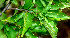  ( - BioBot01124)  @11 [ ] CreativeCommons - Attribution Non-Commercial Share-Alike (2010) Daniel H. Janzen Guanacaste Dry Forest Conservation Fund