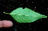  ( - BioBot01124)  @11 [ ] CreativeCommons - Attribution Non-Commercial Share-Alike (2010) Daniel H. Janzen Guanacaste Dry Forest Conservation Fund