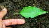  ( - BioBot01124)  @11 [ ] CreativeCommons - Attribution Non-Commercial Share-Alike (2010) Daniel H. Janzen Guanacaste Dry Forest Conservation Fund