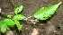  ( - BioBot01124)  @11 [ ] CreativeCommons - Attribution Non-Commercial Share-Alike (2010) Daniel H. Janzen Guanacaste Dry Forest Conservation Fund
