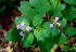  (Bouchea - BioBot01128)  @11 [ ] CreativeCommons - Attribution Non-Commercial Share-Alike (2010) Daniel H. Janzen Guanacaste Dry Forest Conservation Fund