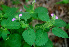  ( - BioBot01129)  @11 [ ] CreativeCommons - Attribution Non-Commercial Share-Alike (2010) Daniel H. Janzen Guanacaste Dry Forest Conservation Fund