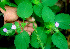  ( - BioBot01129)  @11 [ ] CreativeCommons - Attribution Non-Commercial Share-Alike (2010) Daniel H. Janzen Guanacaste Dry Forest Conservation Fund