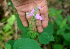  ( - BioBot01130)  @11 [ ] CreativeCommons - Attribution Non-Commercial Share-Alike (2010) Daniel H. Janzen Guanacaste Dry Forest Conservation Fund