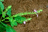  ( - BioBot01130)  @11 [ ] CreativeCommons - Attribution Non-Commercial Share-Alike (2010) Daniel H. Janzen Guanacaste Dry Forest Conservation Fund