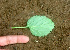  ( - BioBot01130)  @11 [ ] CreativeCommons - Attribution Non-Commercial Share-Alike (2010) Daniel H. Janzen Guanacaste Dry Forest Conservation Fund