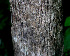  (Malpighia stevensii - BioBot01134)  @11 [ ] CreativeCommons - Attribution Non-Commercial Share-Alike (2010) Daniel H. Janzen Guanacaste Dry Forest Conservation Fund