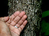  ( - BioBot01134)  @11 [ ] CreativeCommons - Attribution Non-Commercial Share-Alike (2010) Daniel H. Janzen Guanacaste Dry Forest Conservation Fund