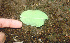 ( - BioBot01134)  @11 [ ] CreativeCommons - Attribution Non-Commercial Share-Alike (2010) Daniel H. Janzen Guanacaste Dry Forest Conservation Fund