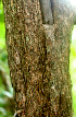  ( - BioBot01135)  @11 [ ] CreativeCommons - Attribution Non-Commercial Share-Alike (2010) Daniel H. Janzen Guanacaste Dry Forest Conservation Fund