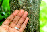  ( - BioBot01135)  @11 [ ] CreativeCommons - Attribution Non-Commercial Share-Alike (2010) Daniel H. Janzen Guanacaste Dry Forest Conservation Fund