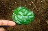  ( - BioBot01135)  @11 [ ] CreativeCommons - Attribution Non-Commercial Share-Alike (2010) Daniel H. Janzen Guanacaste Dry Forest Conservation Fund
