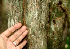  ( - BioBot01136)  @11 [ ] CreativeCommons - Attribution Non-Commercial Share-Alike (2010) Daniel H. Janzen Guanacaste Dry Forest Conservation Fund