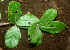  ( - BioBot01136)  @11 [ ] CreativeCommons - Attribution Non-Commercial Share-Alike (2010) Daniel H. Janzen Guanacaste Dry Forest Conservation Fund