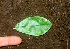  ( - BioBot01136)  @11 [ ] CreativeCommons - Attribution Non-Commercial Share-Alike (2010) Daniel H. Janzen Guanacaste Dry Forest Conservation Fund