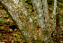 ( - BioBot01137)  @11 [ ] CreativeCommons - Attribution Non-Commercial Share-Alike (2010) Daniel H. Janzen Guanacaste Dry Forest Conservation Fund