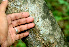  ( - BioBot01137)  @11 [ ] CreativeCommons - Attribution Non-Commercial Share-Alike (2010) Daniel H. Janzen Guanacaste Dry Forest Conservation Fund