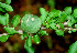  ( - BioBot01137)  @11 [ ] CreativeCommons - Attribution Non-Commercial Share-Alike (2010) Daniel H. Janzen Guanacaste Dry Forest Conservation Fund