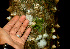  ( - BioBot01146)  @11 [ ] CreativeCommons - Attribution Non-Commercial Share-Alike (2010) Daniel H. Janzen Guanacaste Dry Forest Conservation Fund