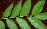  ( - BioBot01146)  @11 [ ] CreativeCommons - Attribution Non-Commercial Share-Alike (2010) Daniel H. Janzen Guanacaste Dry Forest Conservation Fund