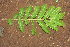  ( - BioBot01147)  @11 [ ] CreativeCommons - Attribution Non-Commercial Share-Alike (2010) Daniel H. Janzen Guanacaste Dry Forest Conservation Fund