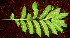  ( - BioBot01147)  @11 [ ] CreativeCommons - Attribution Non-Commercial Share-Alike (2010) Daniel H. Janzen Guanacaste Dry Forest Conservation Fund