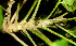  ( - BioBot01148)  @11 [ ] CreativeCommons - Attribution Non-Commercial Share-Alike (2010) Daniel H. Janzen Guanacaste Dry Forest Conservation Fund