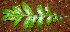  ( - BioBot01148)  @11 [ ] CreativeCommons - Attribution Non-Commercial Share-Alike (2010) Daniel H. Janzen Guanacaste Dry Forest Conservation Fund