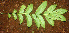  ( - BioBot01148)  @11 [ ] CreativeCommons - Attribution Non-Commercial Share-Alike (2010) Daniel H. Janzen Guanacaste Dry Forest Conservation Fund