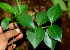  ( - BioBot01167)  @11 [ ] CreativeCommons - Attribution Non-Commercial Share-Alike (2010) Daniel H. Janzen Guanacaste Dry Forest Conservation Fund