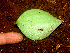  ( - BioBot01167)  @11 [ ] CreativeCommons - Attribution Non-Commercial Share-Alike (2010) Daniel H. Janzen Guanacaste Dry Forest Conservation Fund