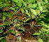  ( - BioBot01168)  @11 [ ] CreativeCommons - Attribution Non-Commercial Share-Alike (2010) Daniel H. Janzen Guanacaste Dry Forest Conservation Fund