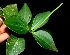  ( - BioBot01168)  @11 [ ] CreativeCommons - Attribution Non-Commercial Share-Alike (2010) Daniel H. Janzen Guanacaste Dry Forest Conservation Fund