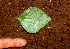  ( - BioBot01168)  @11 [ ] CreativeCommons - Attribution Non-Commercial Share-Alike (2010) Daniel H. Janzen Guanacaste Dry Forest Conservation Fund