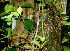  ( - BioBot01169)  @11 [ ] CreativeCommons - Attribution Non-Commercial Share-Alike (2010) Daniel H. Janzen Guanacaste Dry Forest Conservation Fund