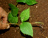  ( - BioBot01169)  @11 [ ] CreativeCommons - Attribution Non-Commercial Share-Alike (2010) Daniel H. Janzen Guanacaste Dry Forest Conservation Fund