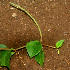  ( - BioBot01169)  @11 [ ] CreativeCommons - Attribution Non-Commercial Share-Alike (2010) Daniel H. Janzen Guanacaste Dry Forest Conservation Fund