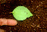  ( - BioBot01169)  @11 [ ] CreativeCommons - Attribution Non-Commercial Share-Alike (2010) Daniel H. Janzen Guanacaste Dry Forest Conservation Fund