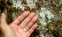  ( - BioBot01171)  @11 [ ] CreativeCommons - Attribution Non-Commercial Share-Alike (2010) Daniel H. Janzen Guanacaste Dry Forest Conservation Fund
