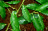  ( - BioBot01172)  @11 [ ] CreativeCommons - Attribution Non-Commercial Share-Alike (2010) Daniel H. Janzen Guanacaste Dry Forest Conservation Fund