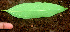  ( - BioBot01172)  @11 [ ] CreativeCommons - Attribution Non-Commercial Share-Alike (2010) Daniel H. Janzen Guanacaste Dry Forest Conservation Fund