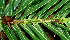  ( - BioBot01176)  @11 [ ] CreativeCommons - Attribution Non-Commercial Share-Alike (2010) Daniel H. Janzen Guanacaste Dry Forest Conservation Fund