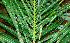  ( - BioBot01176)  @11 [ ] CreativeCommons - Attribution Non-Commercial Share-Alike (2010) Daniel H. Janzen Guanacaste Dry Forest Conservation Fund