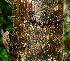  ( - BioBot01177)  @11 [ ] CreativeCommons - Attribution Non-Commercial Share-Alike (2010) Daniel H. Janzen Guanacaste Dry Forest Conservation Fund