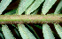  ( - BioBot01177)  @11 [ ] CreativeCommons - Attribution Non-Commercial Share-Alike (2010) Daniel H. Janzen Guanacaste Dry Forest Conservation Fund