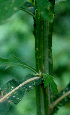  ( - BioBot01194)  @11 [ ] CreativeCommons - Attribution Non-Commercial Share-Alike (2010) Daniel H. Janzen Guanacaste Dry Forest Conservation Fund