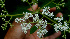  ( - BioBot01194)  @11 [ ] CreativeCommons - Attribution Non-Commercial Share-Alike (2010) Daniel H. Janzen Guanacaste Dry Forest Conservation Fund